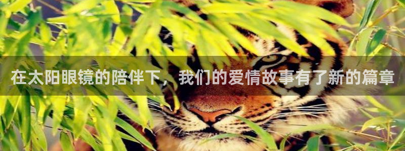 新宝5 代理